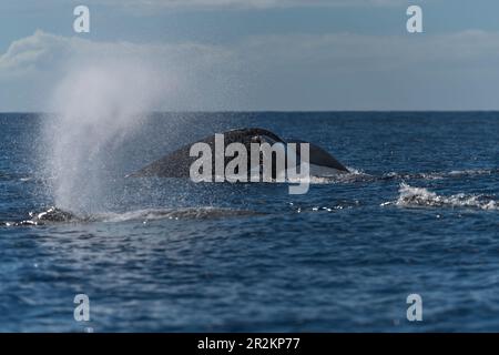 Buckelwale blasen oder ausgießen. Hawaii, Maui, Lahaina, 02/19, Winter Stockfoto