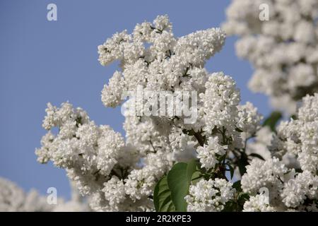 Ein Busch aus weißem Flieder. Wunderschöne weiße Blumen auf blauem Himmelshintergrund. Üppige Fliederzweige. Weiße Flieder blühen mit wunderschönen Blumen Stockfoto