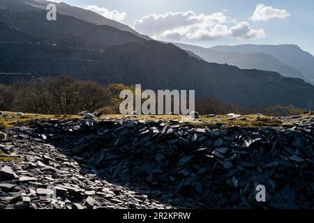 Wilde Ziegen im Steinbruch Dinorwig, Llanberis, Snowdonia-Nationalpark, Nordwales. Stockfoto