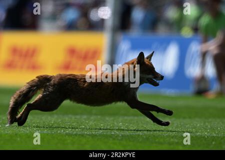London, Großbritannien. 20. Mai 2023. 20. Mai 2023; Twickenham Stadium, London, England: HSBC London Rugby Sevens Frankreich gegen Samoa; ein Fuchs betritt das Spielfeld während des Spiels Credit: Action Plus Sports Images/Alamy Live News Stockfoto