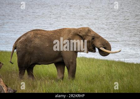 Ein afrikanischer Elefant, der am See im Imire-Nationalpark in Simbabwe spaziert Stockfoto