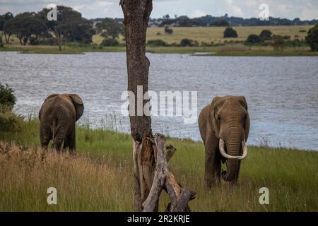 Elefant Walking neben dem kleinen See, im Imire-Nationalpark, Simbabwe Afrika, auf Lateinisch: Loxodonta cyclotis, wird als kritisch gefährdet eingestuft Stockfoto