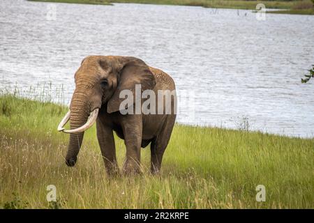 Ein afrikanischer Elefant, der am See im Imire-Nationalpark in Simbabwe spaziert Stockfoto