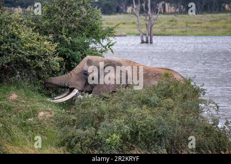 Elefant Walking neben dem kleinen See, im Imire-Nationalpark, Simbabwe Afrika, auf Lateinisch: Loxodonta cyclotis, wird als kritisch gefährdet eingestuft Stockfoto