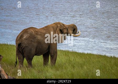 Ein afrikanischer Elefant, der am See im Imire-Nationalpark in Simbabwe spaziert Stockfoto