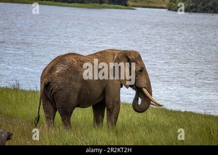 Ein afrikanischer Elefant, der am See im Imire-Nationalpark in Simbabwe spaziert Stockfoto