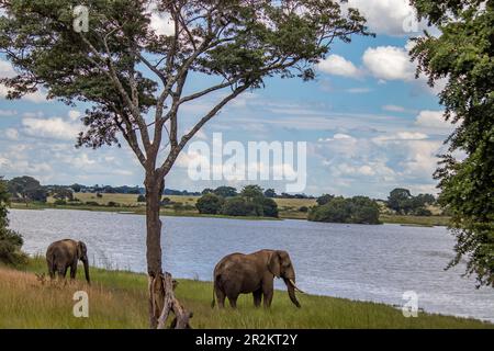 Elefant Walking neben dem kleinen See, im Imire-Nationalpark, Simbabwe Afrika, auf Lateinisch: Loxodonta cyclotis, wird als kritisch gefährdet eingestuft Stockfoto