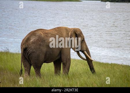 Ein afrikanischer Elefant, der am See im Imire-Nationalpark in Simbabwe spaziert Stockfoto