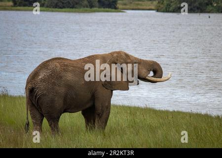 Ein afrikanischer Elefant, der am See im Imire-Nationalpark in Simbabwe spaziert Stockfoto