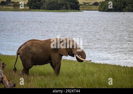 Ein afrikanischer Elefant, der am See im Imire-Nationalpark in Simbabwe spaziert Stockfoto