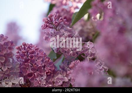 Violette Fliederblüte wunderschöne Blumen. Großer Flieder-Ast blüht. Schöne Fliederblumen. Frühlingsblüte. Blaue Fliederblumen Nahaufnahme von Unschärfe Stockfoto