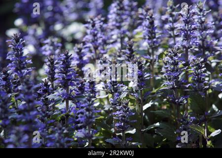Ajuga-Reptane oder Horn, Käfer, blaues Horn. Blaue Blumen schließen sich Stockfoto
