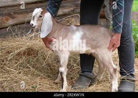 Die anglonubische Rasse ist eine britische Hausziege. Kleiner nubischer Langohr-Ziegenbaby Kid liegt in den Händen des Bauern. Rustikaler Holzhintergrund im Vintage-Stil. F Stockfoto