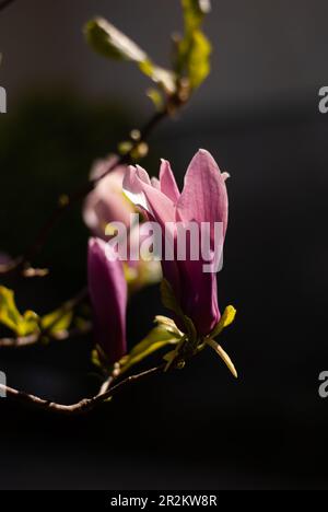 Blick auf die rosafarbene Magnolie im Garten bei Morgensonne Stockfoto