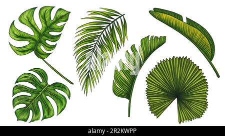 Tropisches Dschungelblatt. Monstera, Bananenpalmenblätter. Realistische handgezeichnete Illustration isoliert auf Weiß. Farbenfrohe, lebendige Clipkunst für luxuriöses Design Stockfoto