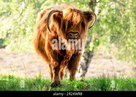 Schottischer Highlander im niederländischen Naturschutzgebiet Mookerheide in der Provinz Limburg, Niederlande Stockfoto