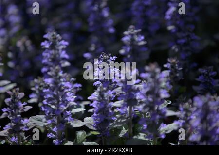 Ajuga reptans oder bugle, Bugleweed, Blue bugle. Blaue Blumen Nahaufnahme Stockfoto