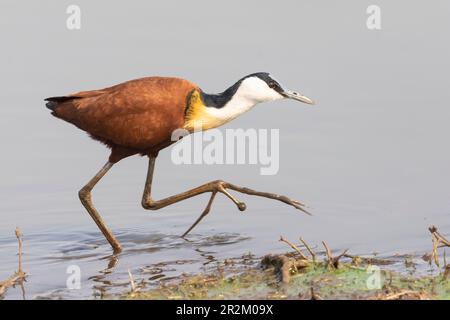 Adulte afrikanische Jacana (Actophilornis africanus), die an der Küste eines Sees in Limpopo, Südafrika, forscht Stockfoto