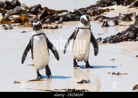 Afrikanische Pinguine (Spheniscus demersus) Simonstown, Westkap, Südafrika. IUCN-Rot als gefährdet eingestuft, Population rückläufig. Alias Cape Penguin, Stockfoto