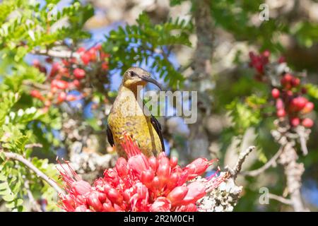 Nicht zur Zucht bestimmter männlicher Malachite Sunbird (Nectarinia famosa), der sich von den Blüten eines weinenden Bohnenbaums ernährt (Schotia brachypetala) Stockfoto