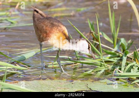 Juvenile African Jacana (Actophilornis africanus) Stockfoto