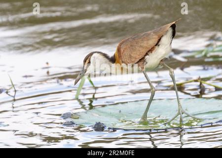 Junge afrikanische Jacana (Actophilornis africanus), die auf einer Seerosenbude spazieren geht, während sie in einem See forscht Stockfoto