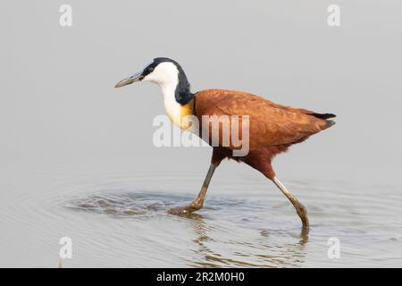 Adulte afrikanische Jacana (Actophilornis africanus) in Feuchtgebieten, Limpop, Südafrika Stockfoto