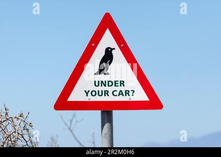 Warnschild für afrikanische Pinguine (Spheniscus demersus) Simonstown, Südafrika, da die Vögel frei herumlaufen können und sich möglicherweise unter Ihrem Auto befinden Stockfoto