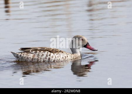 Kap Teal (Anas capensis) Vermont Salzwasser, Westkap Südafrika Stockfoto