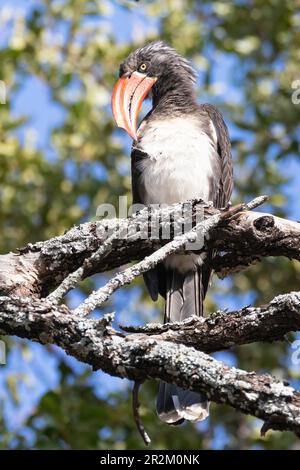 Männlicher Kronenvogel (Lophoceros alboterminatus), Punda Maria, Kruger-Nationalpark, Limpopo, Südafrika Stockfoto