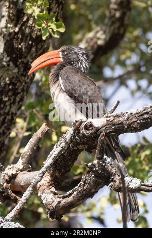 Männlicher Kronenvogel (Lophoceros alboterminatus), Punda Maria, Kruger-Nationalpark, Limpopo, Südafrika Stockfoto