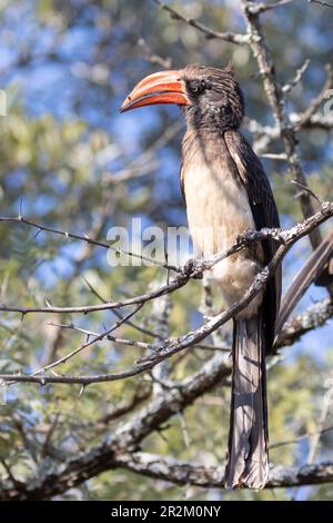 Weibliche Kronenhornvogel (Lophoceros alboterminatus), Punda Maria, Kruger-Nationalpark, Limpopo, Südafrika Stockfoto