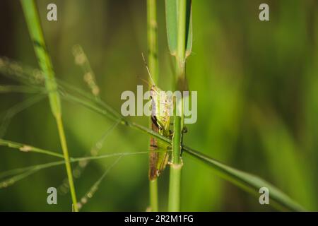 Kleine Heuschrecken auf der Reispflanze in der Natur Stockfoto