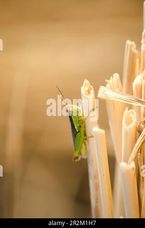 Kleine Heuschrecken auf der Reispflanze in der Natur Stockfoto