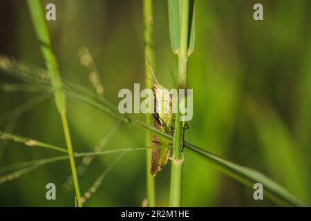 Kleine Heuschrecken auf der Reispflanze in der Natur Stockfoto