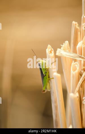 Kleine Heuschrecken auf der Reispflanze in der Natur Stockfoto