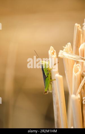 Kleine Heuschrecken auf der Reispflanze in der Natur Stockfoto