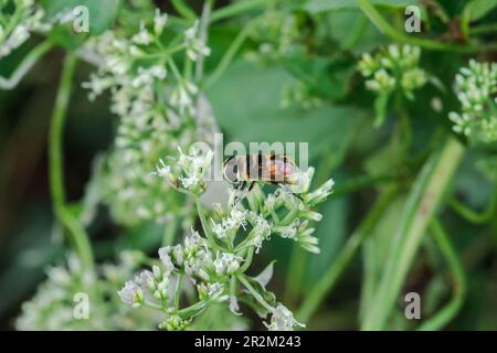 Die Bienen auf den weißen Blüten saugen das süße Wasser. Stockfoto