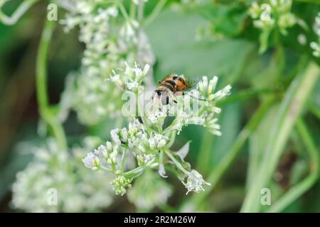 Die Bienen auf den weißen Blüten saugen das süße Wasser. Stockfoto