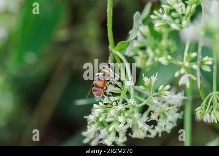 Die Bienen auf den weißen Blüten saugen das süße Wasser. Stockfoto