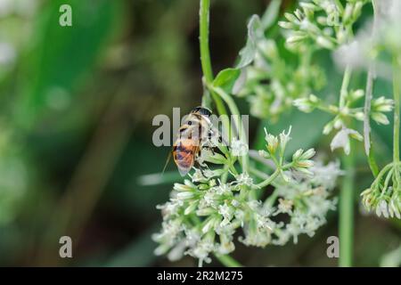 Die Bienen auf den weißen Blüten saugen das süße Wasser. Stockfoto