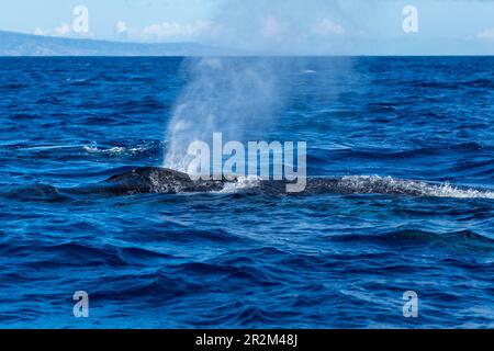 Buckelwale, die wehen. Lahaina, Maui, Hawaii Stockfoto