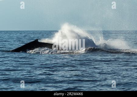 Buckelwal-Schwanzklopfen. Lahaina, Maui, Hawaii Stockfoto