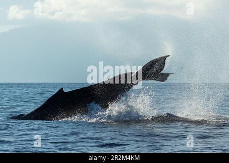 Buckelwal-Schwanzklopfen. Lahaina, Maui, Hawaii Stockfoto