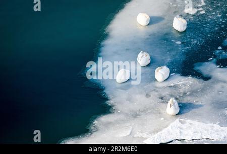 Gruppe oder Schar weißer stummer Schwäne, die im Winter auf dem Schnee am Strand nahe der Donau, Novi Sad Serbien, sitzen Stockfoto