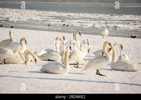 Gruppe oder Schar weißer stummer Schwäne, die im Winter auf dem Schnee am Strand nahe der Donau, Novi Sad Serbien, sitzen Stockfoto