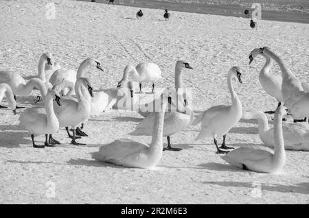 Gruppe oder Schar weißer stummer Schwäne, die im Winter auf dem Schnee am Strand nahe der Donau, Novi Sad Serbien, sitzen Stockfoto