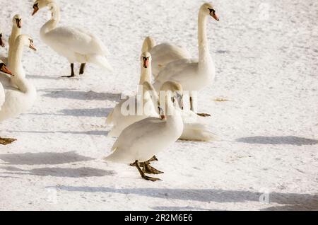 Gruppe oder Schar weißer stummer Schwäne, die im Winter auf dem Schnee am Strand nahe der Donau, Novi Sad Serbien, sitzen Stockfoto