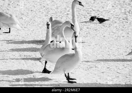 Gruppe oder Schar weißer stummer Schwäne, die im Winter auf dem Schnee am Strand nahe der Donau, Novi Sad Serbien, sitzen Stockfoto