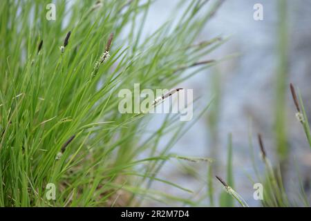 Keil. Carex cespitosa. Blühende, flauschige Spikelets aus Sedge. Frühlingsgras, Unkraut auf einem unscharfen natürlichen Hintergrund. Junges grünes Gras. Stockfoto